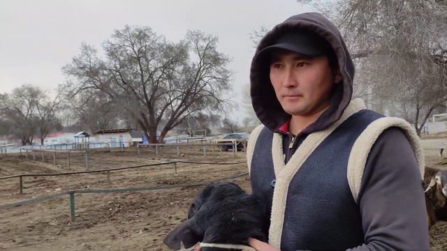 БЕЛОНОЖКА кочкору сатылат. Салмагы 187 кг эң оор кочкор смотреть онлайн