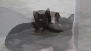 Котики Наблюдают Подборка Cats Watching Compilation | Муркотики 6