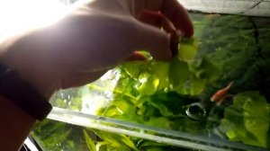 Нимфея в аквариуме. Аквариумные растения. Для начинающих идеально.
