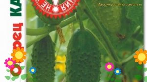 Огурец партенокарпический Каналья F1. Краткий обзор, описание cucumis sativus Kanalia F1