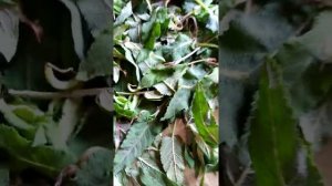 Шалфей чистим пространство