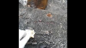 Мицелий Вешенки На Палочках.