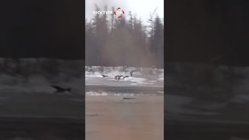 Якутский охотник ползком подкрался к гусям/Yakut hunter crawled up to the geese #россия #якутия