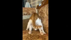 Подборка смешных котов для хорошего настроения