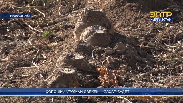 ХОРОШИЙ УРОЖАЙ СВЕКЛЫ – САХАР БУДЕТ! смотреть онлайн