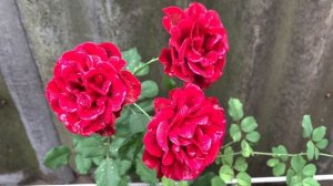 Роза Дон Жуан ( Rose Don Juan ) плетистая 20 августа 2021 г.