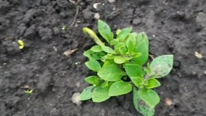 ПОМОГИТЕ ОПРЕДЕЛИТЬ СОРТА ПЕТУНИИ АМПЕЛЬНОЙ. ОБЗОР ПЕТУНИИ САМОСЕВЫ.ОБЗОР ПЕТУНИИ В ОТКРЫТОМ ГРУНТЕ