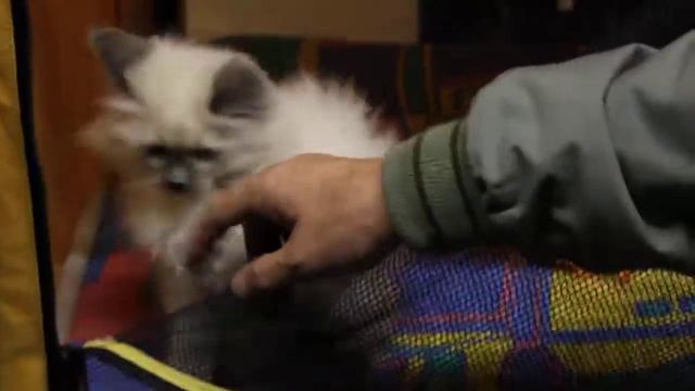 Выставка кошек в Харькове 28.11.2009 ХАТОБ ч.3 смотреть онлайн