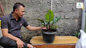 ANTHURIUM BLACK SELVET || REVIEW TANAMAN, PERAWATAN DAN PENGEMBANGBIAKKAN ||