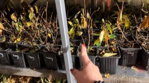 Новый термос для зимовки метельчатых гортензии .