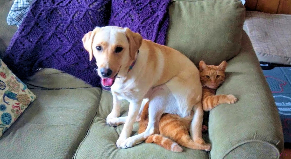 Кошка и собака на диване