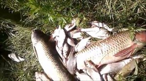 Рыбалка в Георгиевском районе 2017 г