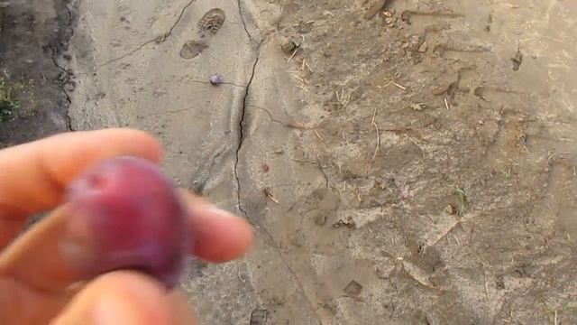 Сливи з тисячолітньою історією (можливо) смотреть онлайн