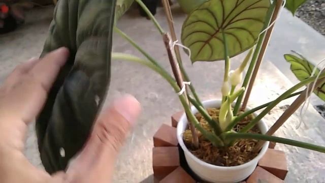 Blooming My Alocasia Dragon Scale Plant смотреть онлайн