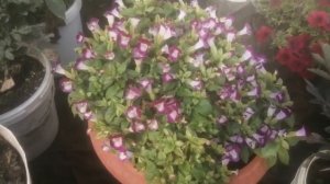 Торения вся в цвету! Какие условия должны быть для активного цветения.