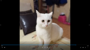 Кот Кокос первый день