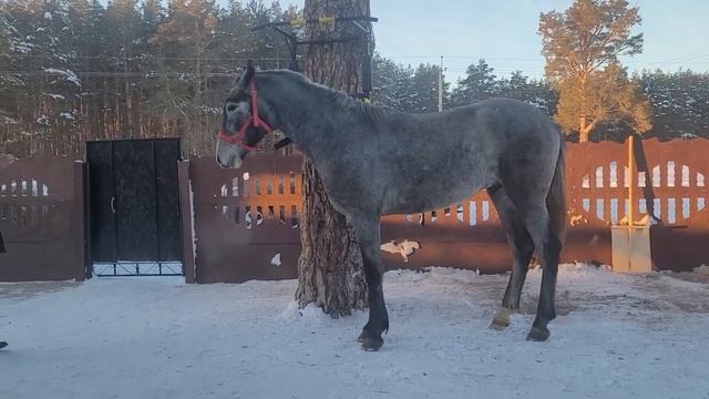 жеребец 1.5 года рост в холке 162 цена 200.000 +79521415242 смотреть онлайн