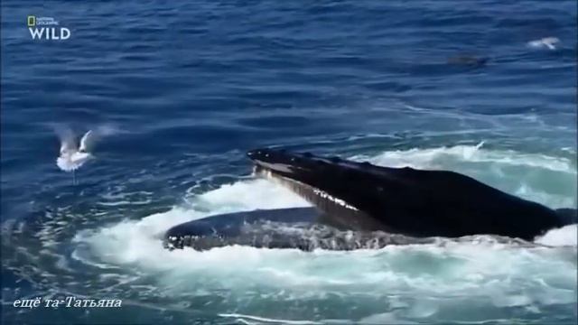 Горбатый Кит Тихого Океана смотреть онлайн