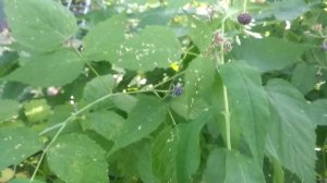 Что это за ягода похожая на ежевику?