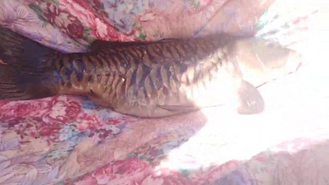 18 июня 2020 г. смотреть онлайн