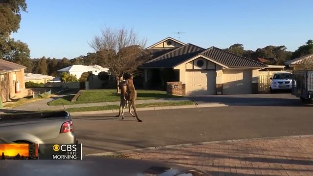 Watch: Dramatic kangaroo fight unfolds on suburban Australia street смотреть онлайн