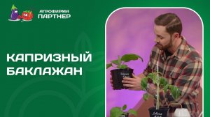 СЕКРЕТЫ ВЫРАЩИВАНИЯ БАКЛАЖАНОВ