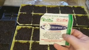Пикировка рассады клубники из семян