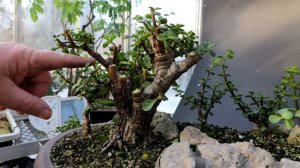 Pruning My Portulacaria afra Forest, The Bonsai Zone, Nov 2022