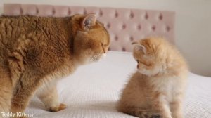 Cat William carefully checks his kitten named Monroe. Is she his or not? 🤣