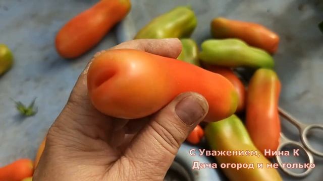 САЖАЮ ОЧЕНЬ УРОЖАЙНЫЙ СОРТ ТОМАТОВ! ПОМИДОРЫ ВКУСНЫЕ! ПОДОЙДУТ КАК ДЛЯ САЛАТОВ ТАК И ДЛЯ ЗАГОТОВОК