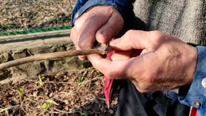 Пока не поздно!!! Прививка плакучей шелковицы копулировкой.