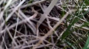 Самые редкие грибы!