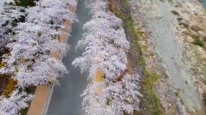 Интересные факты . Сакура — символ Японии