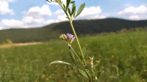 Белое озеро. Ульяновская область.