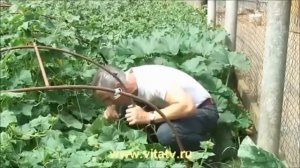 Живой Огурец