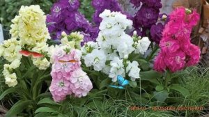 Маттиола обыкновенный Хармони микс ? Хармони микс обзор: как сажать, семена маттиолы Хармони микс