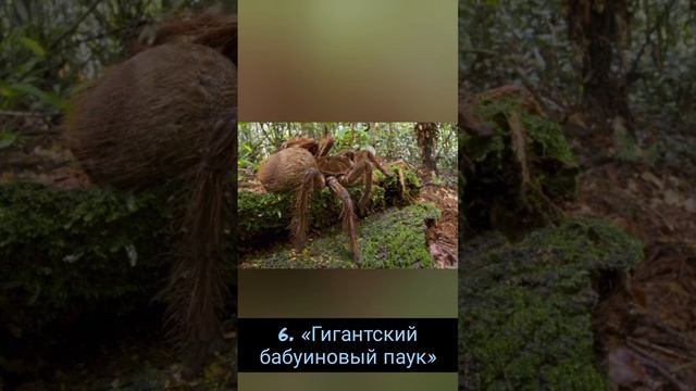 Топ-10 Самые большие пауки в мире