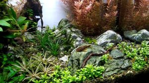 лимия чернополосая