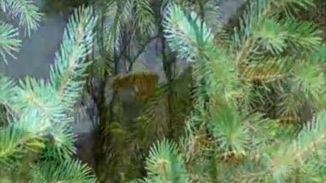 Зааминский заповедник - Промо