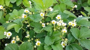 ✅ Клубника (земляника) Дарёнка. Этот сорт не подведёт!