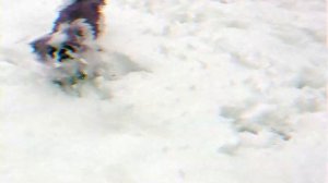 Японский хин - всё о породе собаки