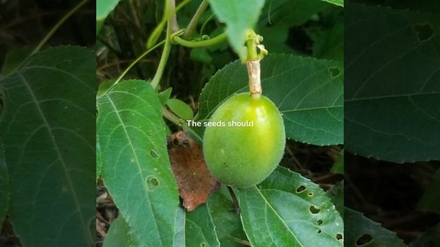 What is Passionflower? any Benefits? смотреть онлайн