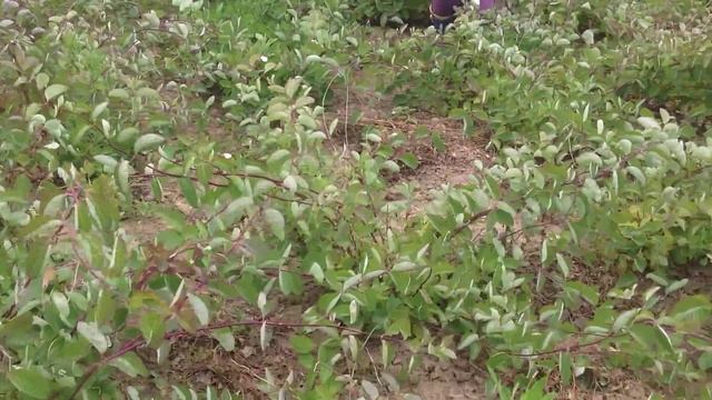 Жимолость каприфоль.Посадочный материал собственного производства. смотреть онлайн