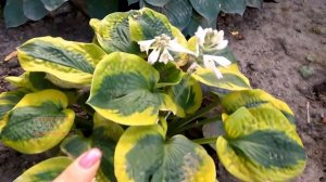 Обзор ХОСТЫ "Tropical Shtorm" #хосты  #садовыерастения