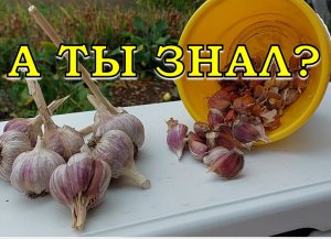 ВСЁ по-ЧЕСНОКУ: когда сажать, насколько заглублять, какие удобрения вносить???