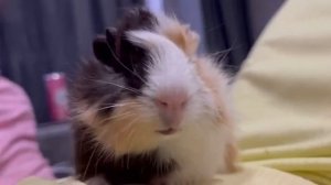 Звуки морских свинок