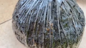 Выращиваем грибы дома! Шампиньоны дома! Выращиваем Вешенки дома