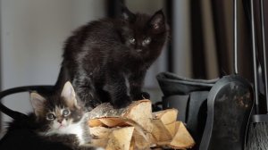 Видео котят мейн-кун помёт F2 в 5,5 недель. Питомник Grey Claw`s http://coonplanet.ru