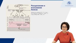 Физиология пищеварения. Функциональная система питания