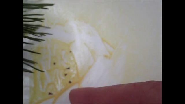 Grow Pinus Pinea for Pollen and Nuts  (•‿•) ♥ смотреть онлайн